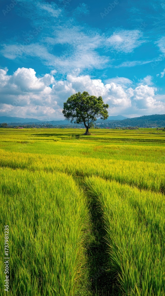 Obraz premium Lone tree in a vast green field, under a bright blue sky with clouds