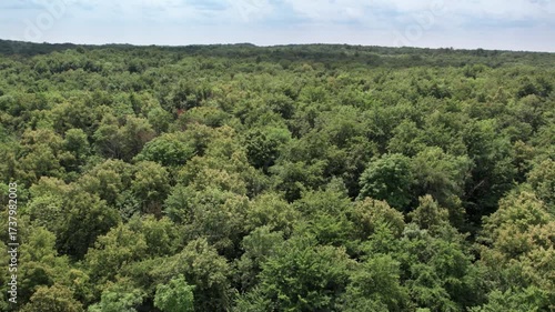 Lateral Drone Flight Over Dense Deciduous Forest Canopy: Smooth aerial drone shot tracking left over a vast and dense green deciduous forest canopy in Germany