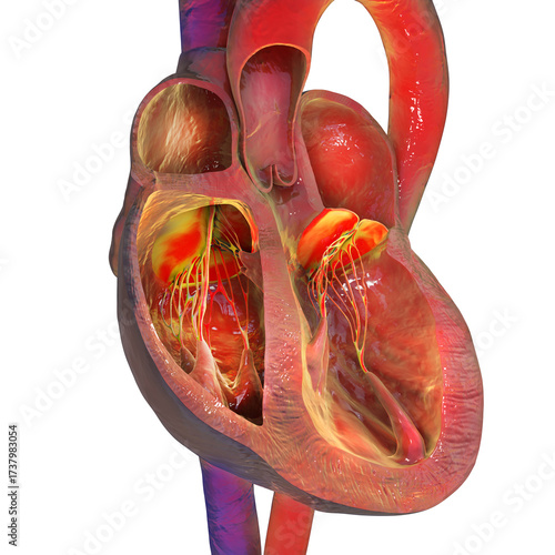 Heart structure cross-section, 3D illustration