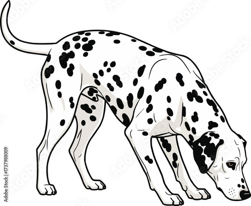 Dalmatian dog sniffing ground cute vector illustration