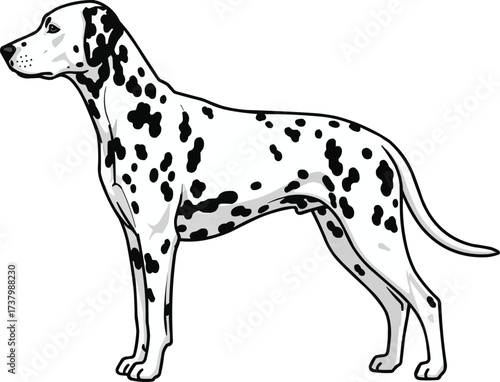 Dalmatian dog standing side profile view vector illustration