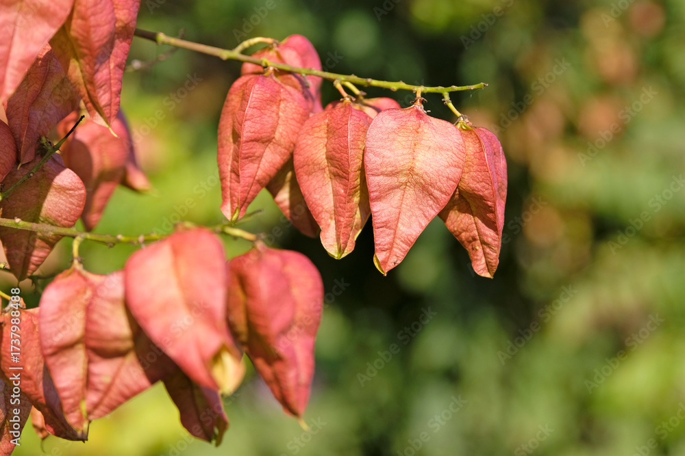 Obraz premium The red fruits of Koelreuteria paniculata ‘Rose Lantern’, also know as Pride of India tree.