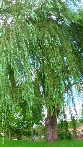 Green willow branches move softly back and forth as wind passes through, sunlight highlighting foliage while creating a calm summer landscape