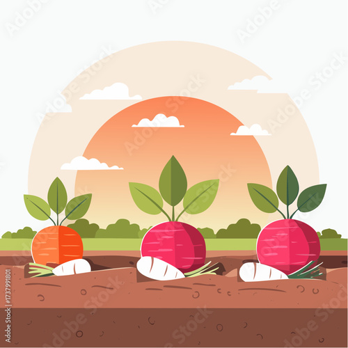 Freshly harvested carrots and radishes lying on rich soil at sunset in a field
