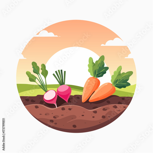 Freshly harvested carrots and radishes lying on rich soil at sunset in a field