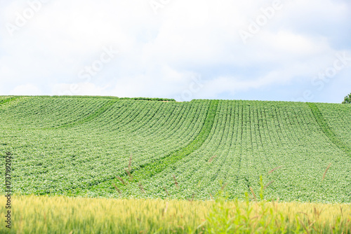 Rolling Green Fields Under a Summer Sky, Biei, Hokkaido, Japan