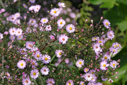 Pale pink lilac Symphyotrichum novae angliae, New England Aster, or Michaelmas daisy, ‘Les Moutiers’ in flower.