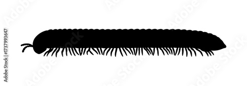 Centipede Silhouette Vector Illustration