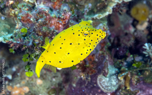 Juvenile Yellow Boxfish, Ostracion cubicus, Raja Ampat Indonesia