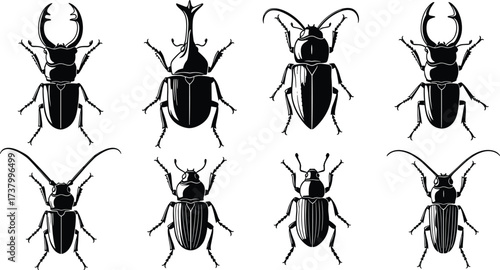 Beetle insect silhouettes, stag beetle icons, rhinoceros beetle illustration, bug vector design, black insect collection, entomology clipart, isolated beetle species drawing