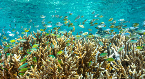 Reef scenic with howering damsels, Chromis viridis, Raja Ampat Indonesia
