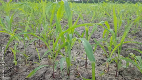 Green Corn Seedlings in Fertile Field