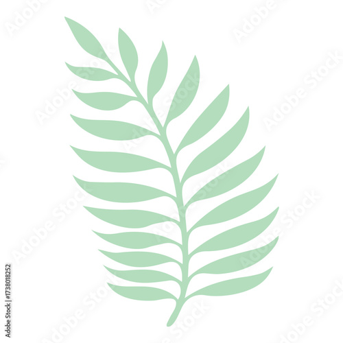 Illustration of a light green fern leaf with symmetrical fronds on a white background for botanical design