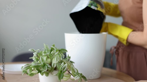 Woman putting soil in a bigger flower pot for transplanting spider lily house plant. 4K