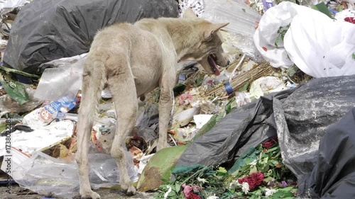 Starvation in a Trash-Filled World - A Dog's Agonizing Plight