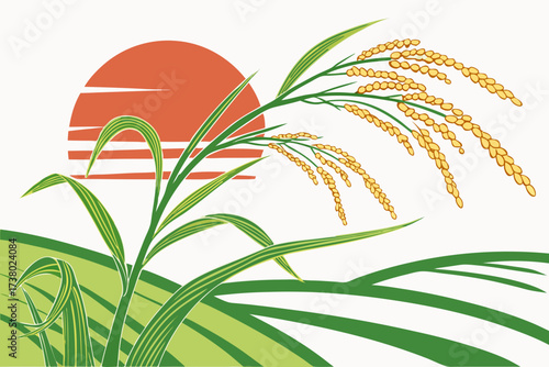 Green rice stalks with golden grains against orange sunset