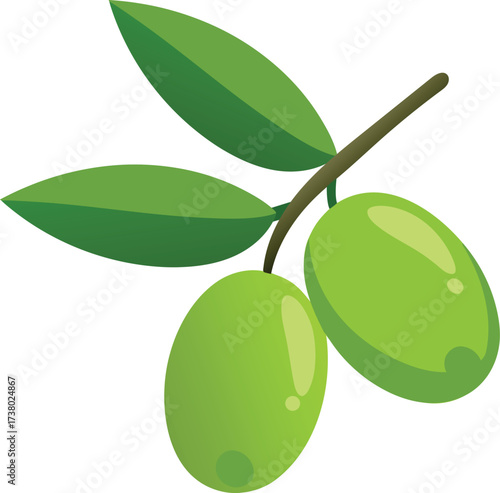 fresh olives branch vector illustration