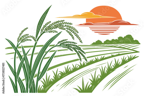 Rice paddy field at sunset illustration agriculture
