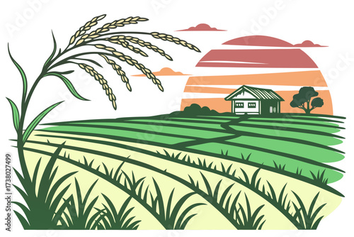 Rice paddy field at sunset with house and tree agriculture