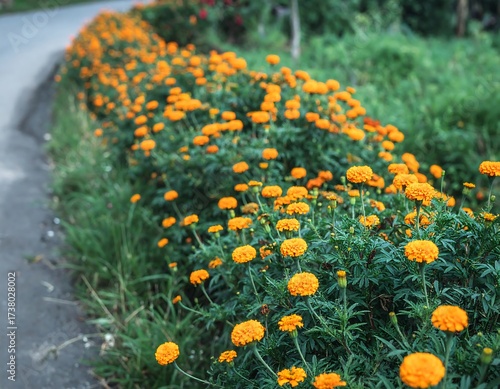 Orange marigold border along a road