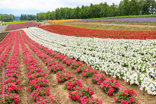 Vibrant Rows of Colorful Flowers in Blooming Countryside Fields, Furano, Hokkaido, Japan