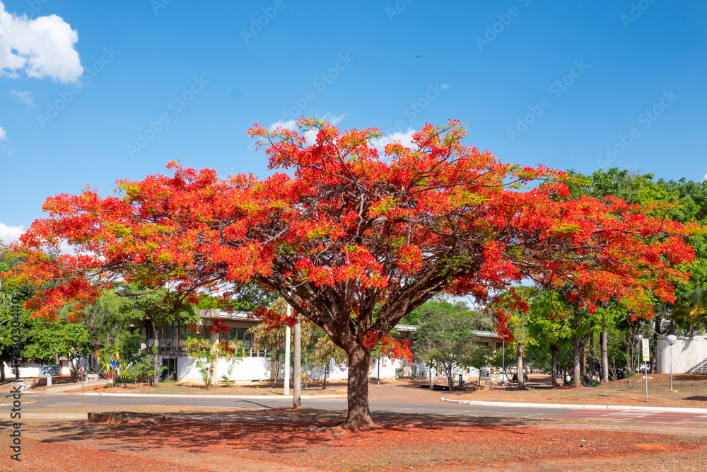 Naklejka premium Flamboyant tree with its orange flowers, Delonix regia, also called royal poinciana, or peacock tree, Brasília, Brazil, Dec 2022