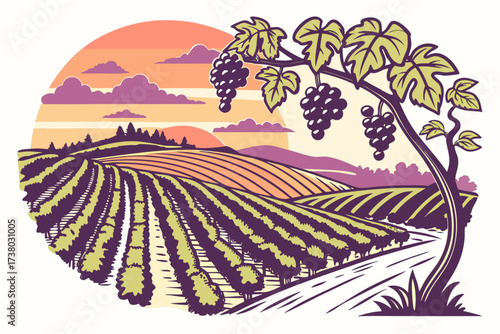 Vineyard landscape with grapes at sunset nature 1