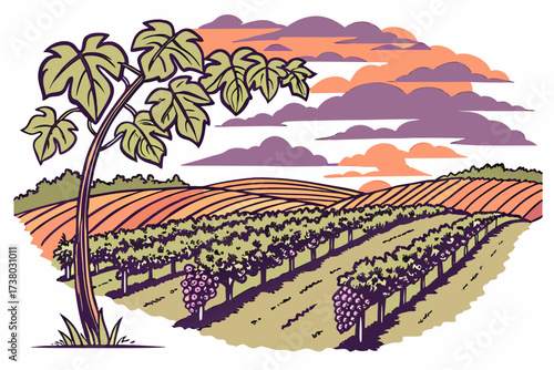 Vineyard landscape with grapes at sunset nature