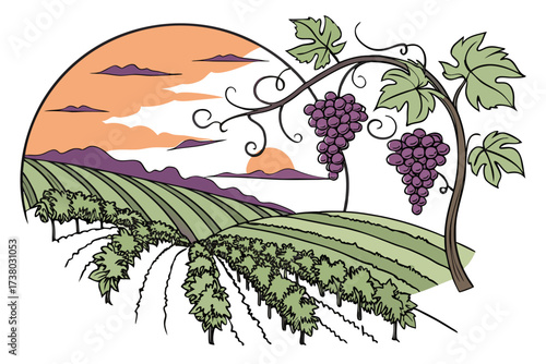 Vineyard landscape with purple grapes and sunset vector