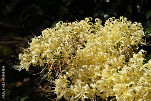 群生する白花曼殊沙華