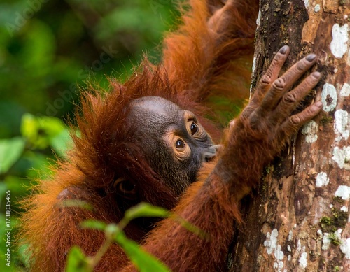 Orangutan baby clinging to a tree