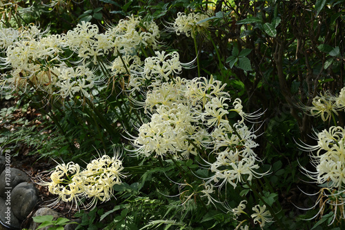 群生する白花曼殊沙華
