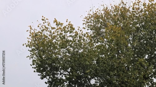 View of rain falling and leaves on a tree blowing in heavy winds during storm United Kingdom 