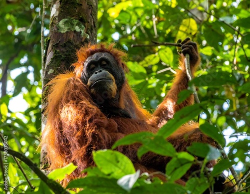 Orangutan in rainforest canopy