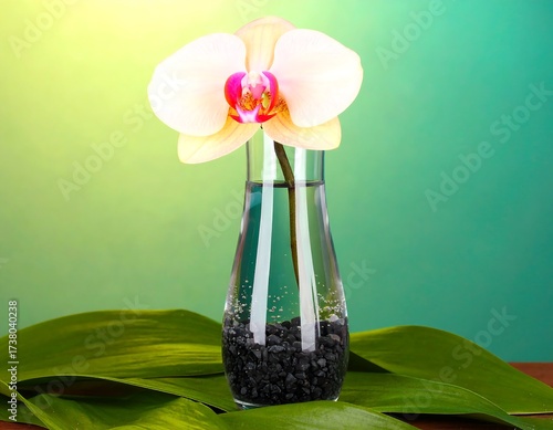 Orchid in vase, lush greenery
