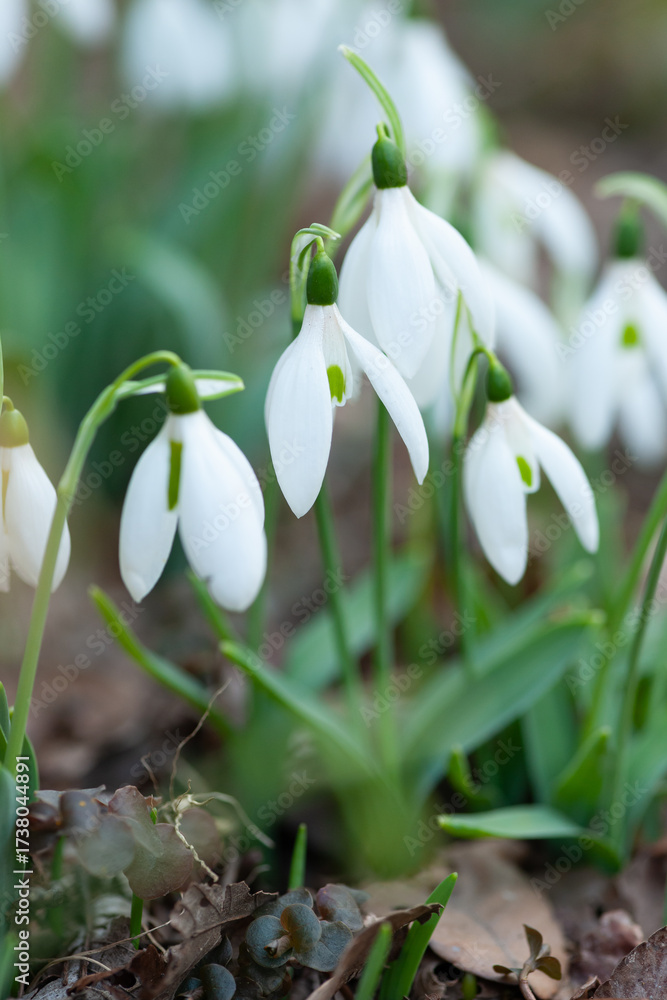 Fototapeta premium スノードロップ