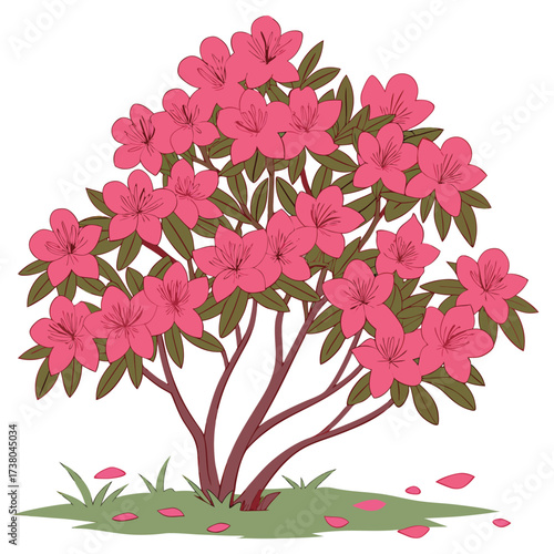 Fully bloomed azalea bush stands with pink flowers and green leaves over transparent background