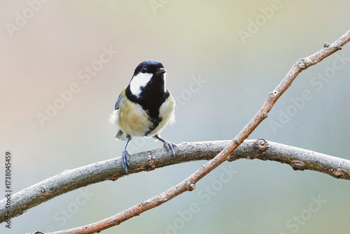 ことらを向いているシジュウカラの雌