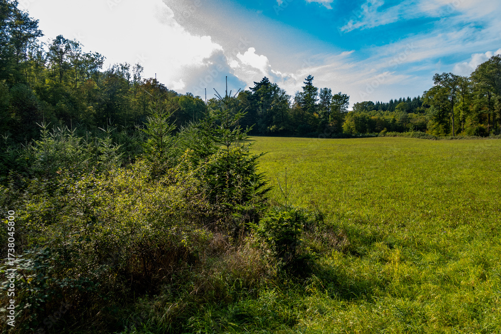 Fototapeta premium Wiederaufforstung im herbstlichen Mischwald