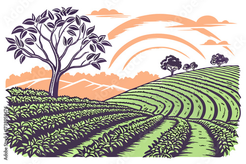Rolling tea plantation with sunrise and tree agriculture