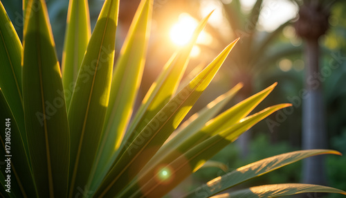 Bright sunlight shines through the long green leaves of a plant in a serene garden. The scene captures the beauty of nature in the early evening, highlighting fresh, vibrant foliage