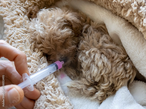 Syringe with pink medicine in hand for small sick puppy