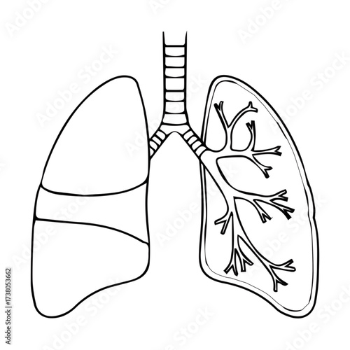 Human Lungs Illustration