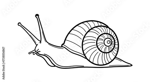Illustration of a snail, showcasing its distinctive features and unique characteristics