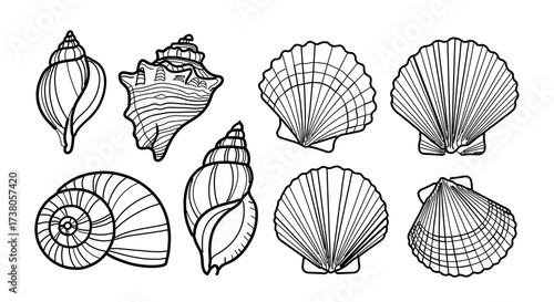 Collection of various seashell, showcasing different shapes and sizes of marine life