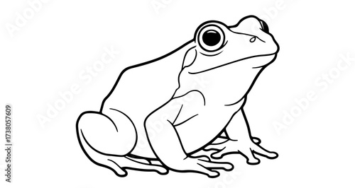 Realistic frog in outline style for coloring book and educational purposes