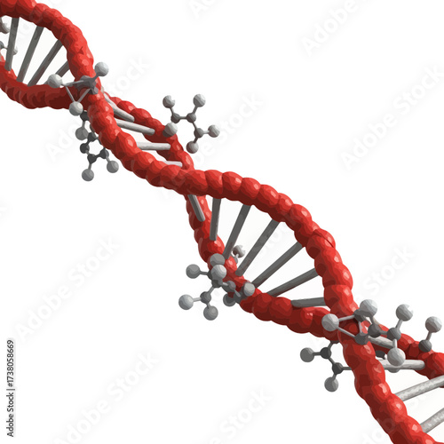 Meticulous Digital Painting of the DNA Double Helix and Nucleotide Bases