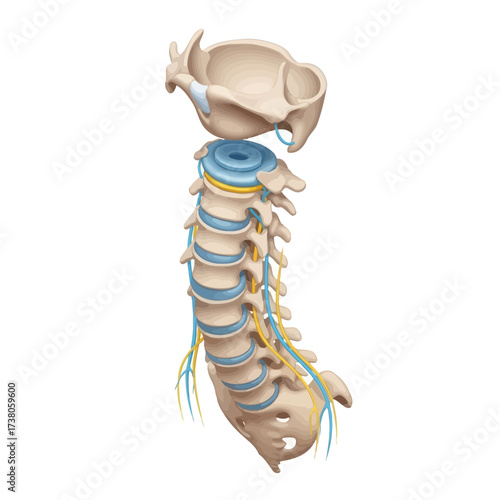 Cervical Vertebrae Articulation: Exploded Isometric Diagram