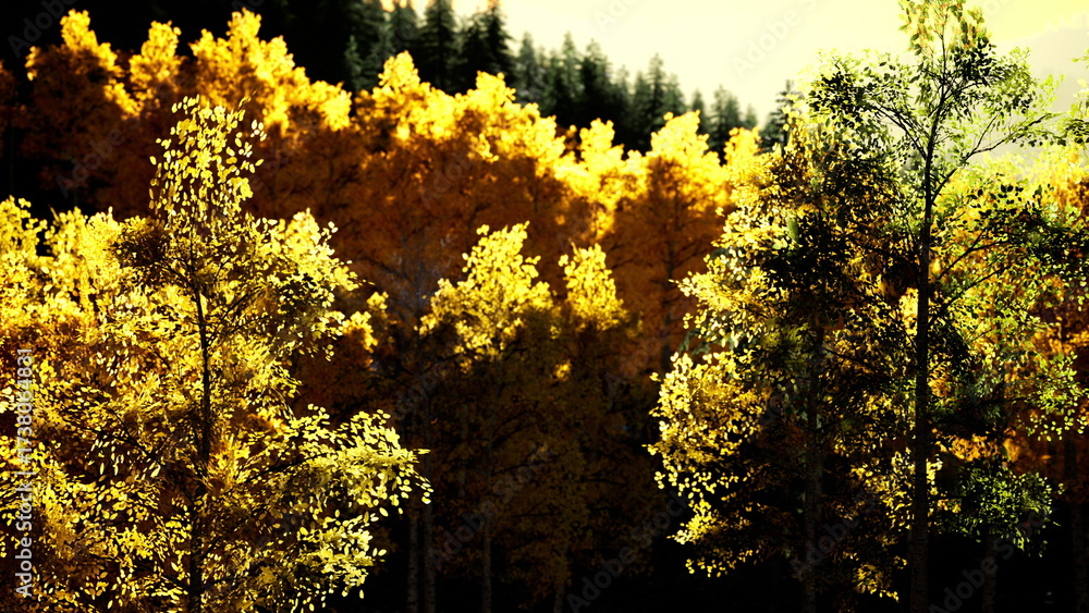 Obraz premium Golden trees stand tall against a backdrop of evergreen pines as the first light of dawn breaks through the branches, casting a warm glow over the tranquil forest landscape.