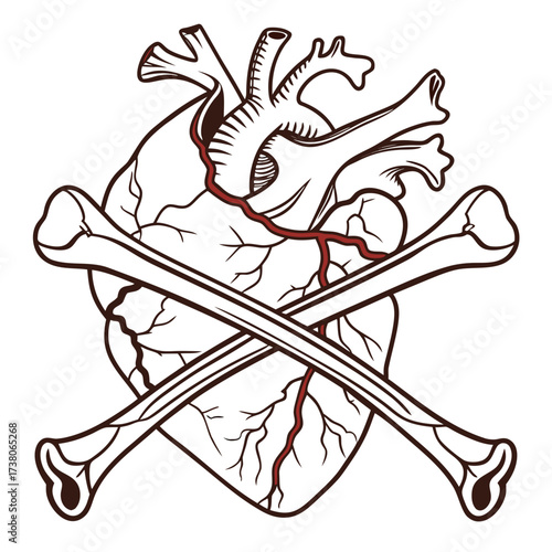 Anatomical Heart with Crossed Bones and Red Veins skull and crossbones